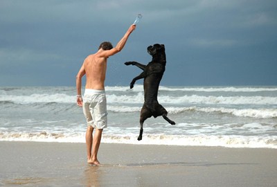 man en hond op het strand vlakbij camping golfzang. De familiecamping aan zee en dichtbij het strand en de duinen. Honden zijn toegestaan en het terrein is autovrij. www.campinggolfzang.nl